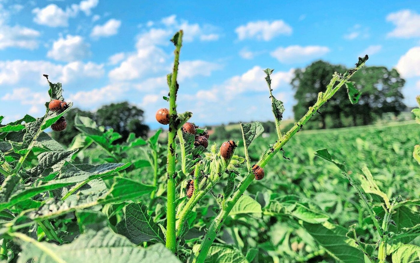 Kartoffelkäfer und ihre Larven mögen warmes und trockenes Wetter. Deshalb könnte der Druck nun steigen.