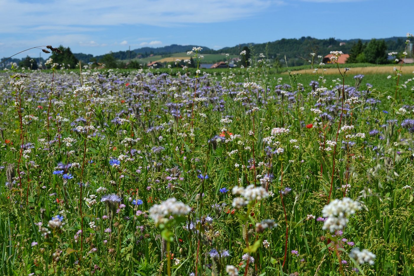 Das 10-Punkte Programm der FAO verlangt unter anderem eine biologisch vielfältige Landwirtschaft. (Bild BauZ)