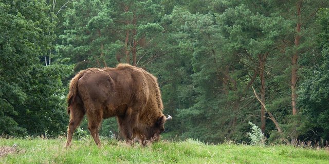 Die Ansiedlung von Wisenten im Kt. Solothurn stösst beim Solothurner Bauernverband (SOBV) auf Widerstand. (Bild/Pixabay)
