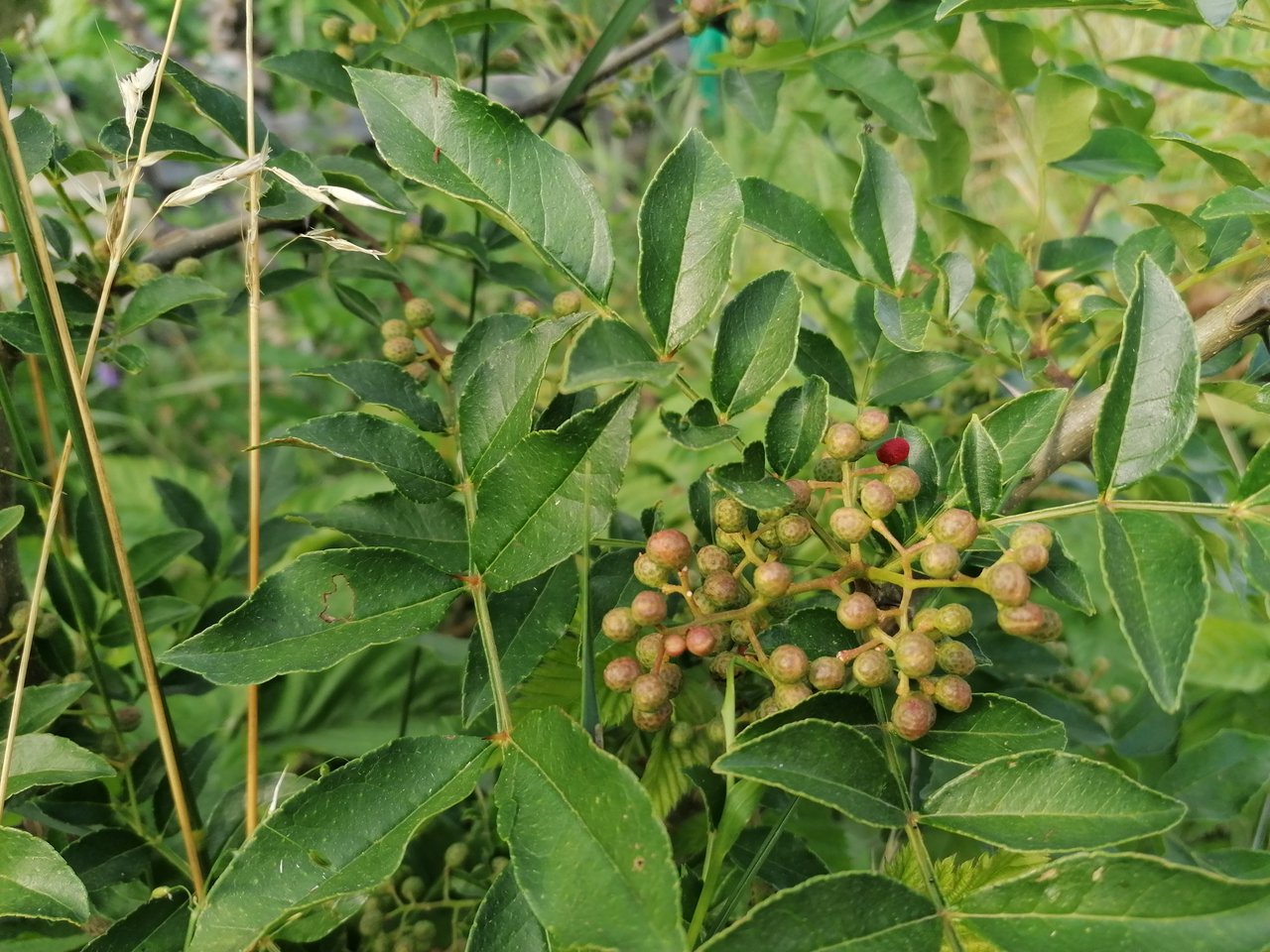 Unter anderem wächst Szechuan-Pfeffer im Permakulturgarten – er ist verwandt mit Zitrusfrüchten, wird aber gebraucht als Pfeffer. (Bild Belinda Balmer)