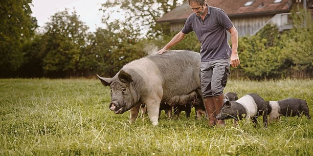 Ueli Unternährer mit den Hampshire-Schweinen auf dem Hof Mättiwil. Die robuste Schweinerasse eignet sich auch gut für die Freilandhaltung. (Bilder Ueli-Hof AG)