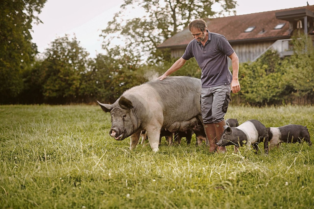Ueli Unternährer mit den Hampshire-Schweinen auf dem Hof Mättiwil. Die robuste Schweinerasse eignet sich auch gut für die Freilandhaltung. (Bilder Ueli-Hof AG)