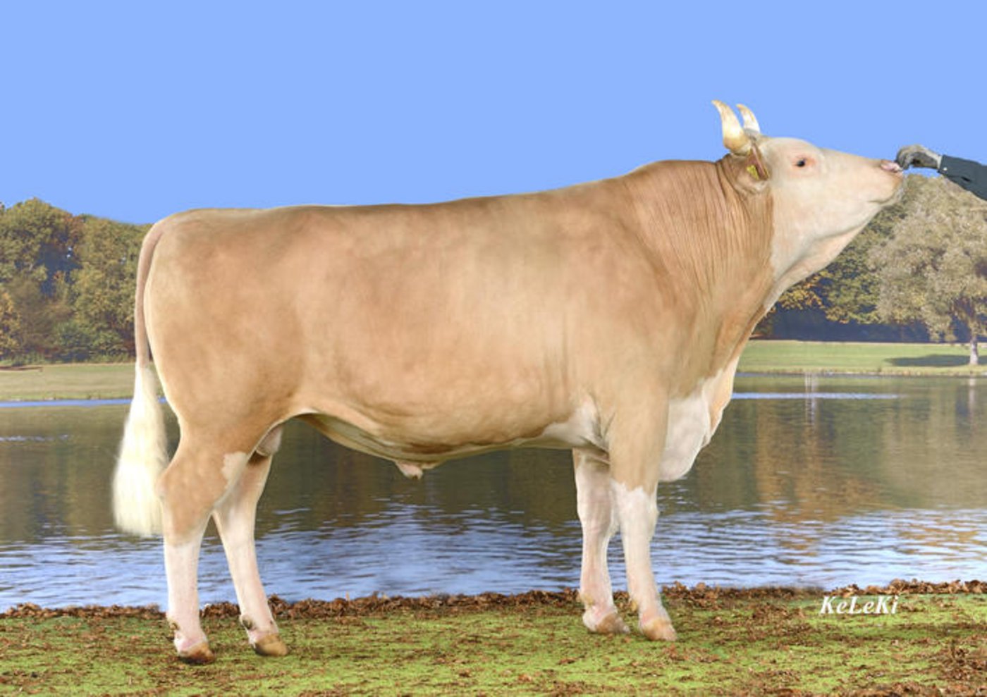 Florin ist nach Iset und Exterieur die Nummer zwei. Er kommt  aus der Zucht von Matthias und Christian Scherz, Aeschi BE. (Bild KeLeKi)