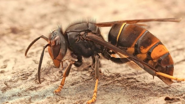 Wer ist zuständig für die Bekämpfung der Asiatischen Hornisse, die Honigbienen jagt, um die eigenen Larven zu ernähren? In der Theorie ist die Sache geregelt, in der Praxis scheint es mancherorts zu hapern.
