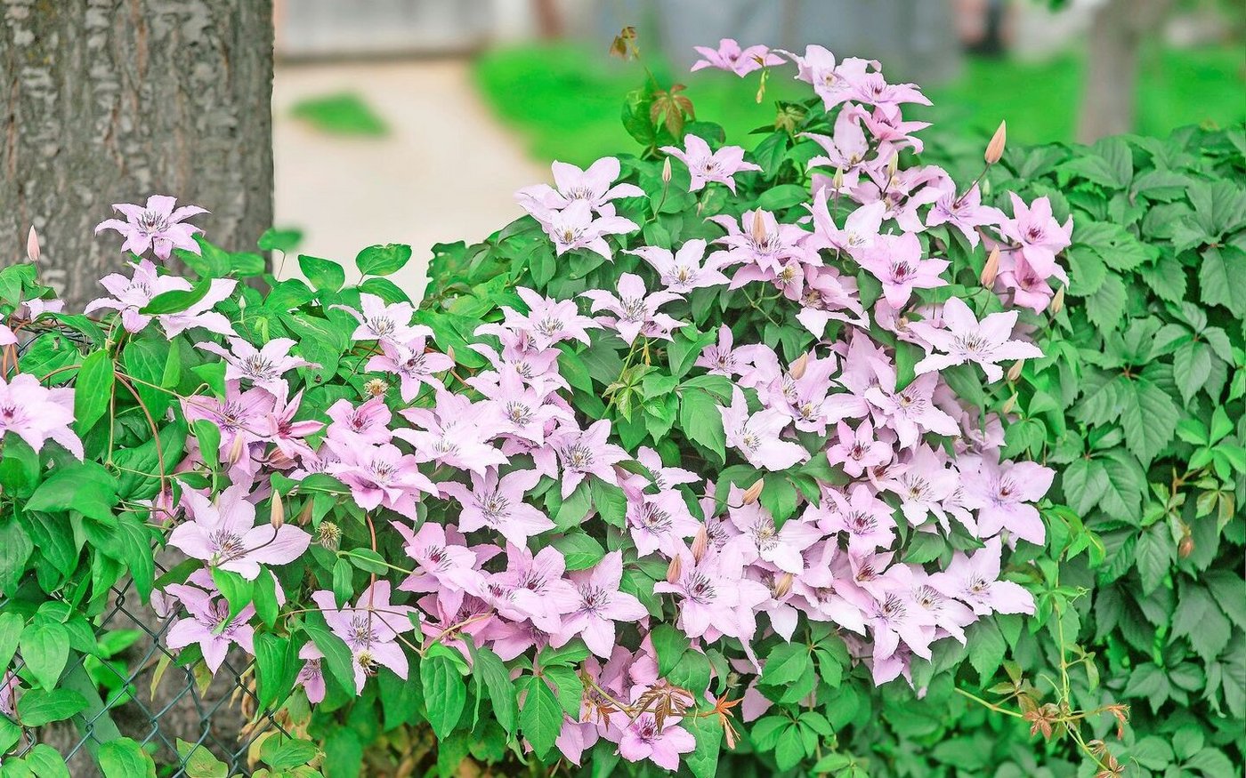 Clematis gilt als «Königin der Kletterpflanzen». Die Sorte «Hagley Hybrid» ist grossblumig und sommerblühend. Die mehrjährige Waldrebe bevorzugt es, wenn ihre Wurzeln kühl stehen. 