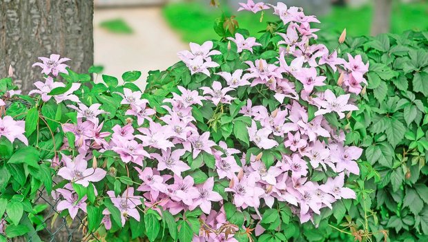 Clematis gilt als «Königin der Kletterpflanzen». Die Sorte «Hagley Hybrid» ist grossblumig und sommerblühend. Die mehrjährige Waldrebe bevorzugt es, wenn ihre Wurzeln kühl stehen. 