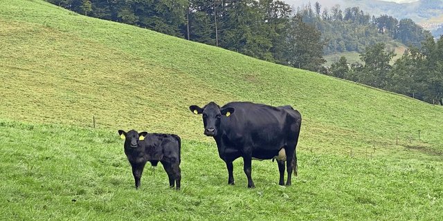 Das Leistungspotenzial der Beef kann mit einer passenden Zufütterung ausgeschöpft werden.