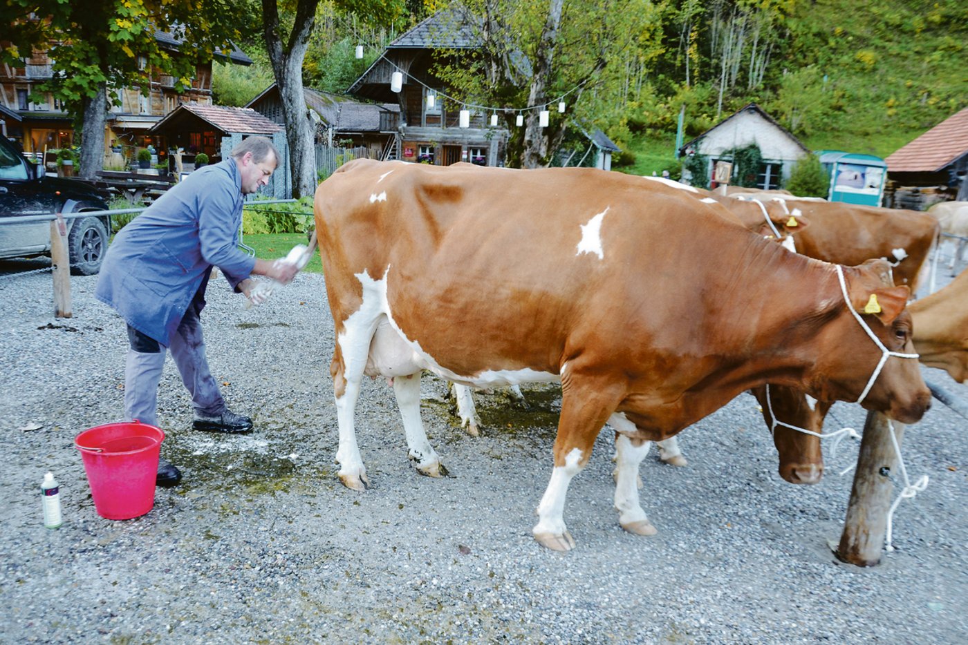Mein Schwanz muss auch glänzen, denkt mein Meister.