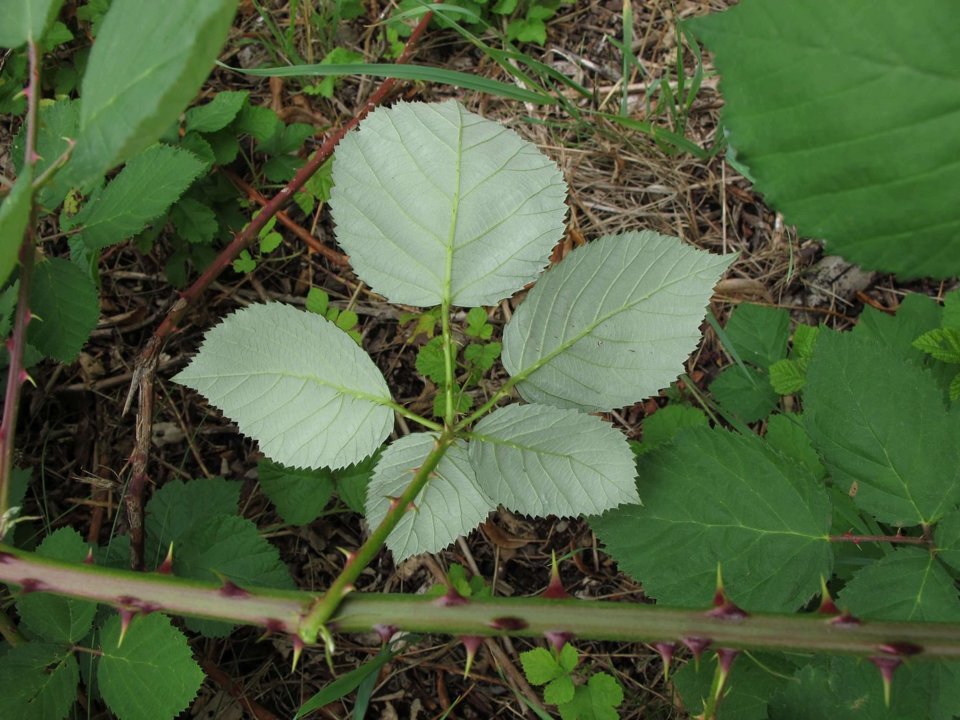 Die Blätter sind 5-teilig und an der Unterseite filzig behaart.