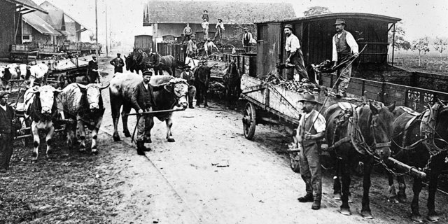 Mit dem Zugtier auf den Zug: Dank Tieren spielte die Landwirtschaft eine wichtige Rolle im Transportwesen.