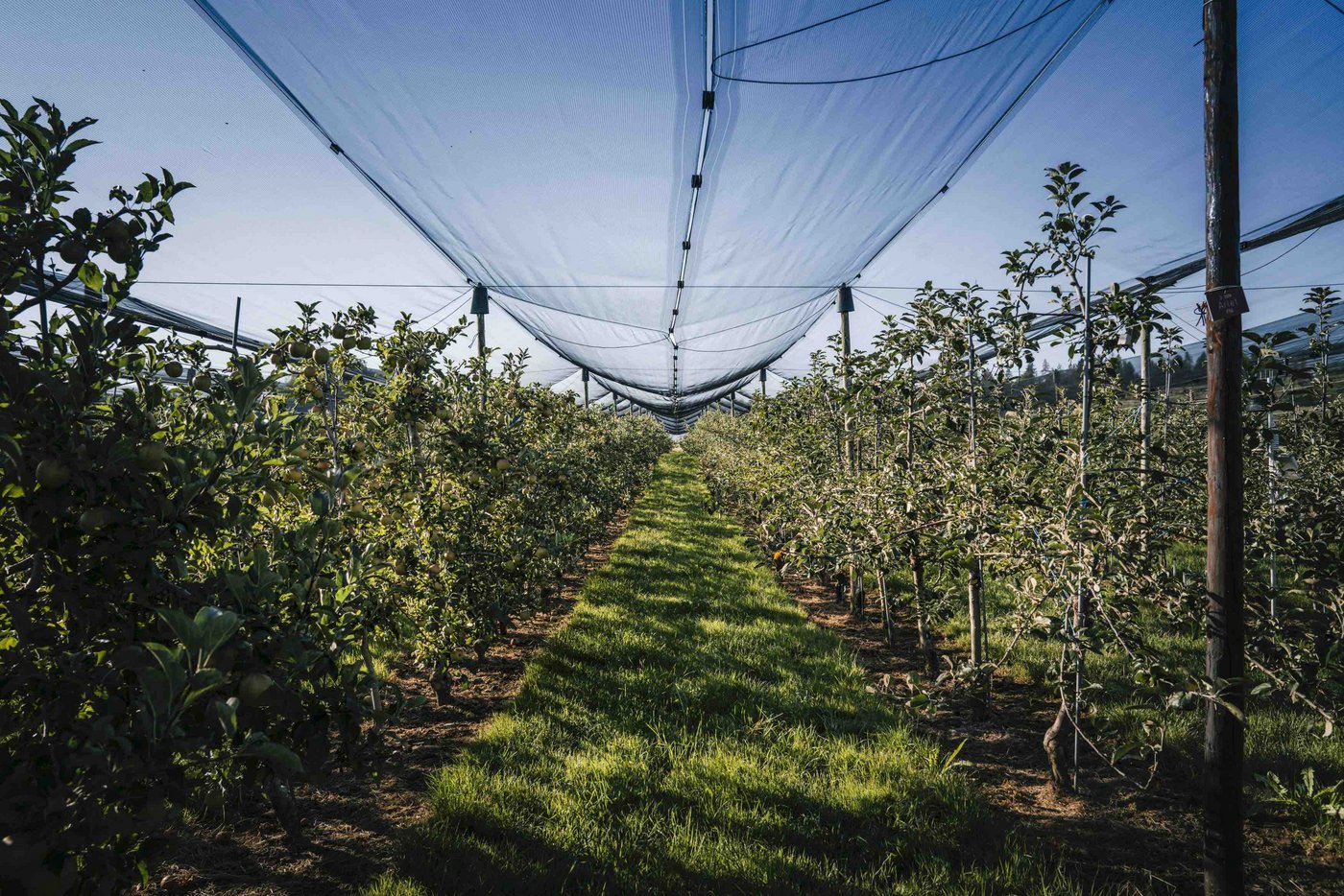 In Nordwestschweizer Obstanlagen wird auch Hofdünger aus dem Zoo verwertet.  (Symbolbild SOV)