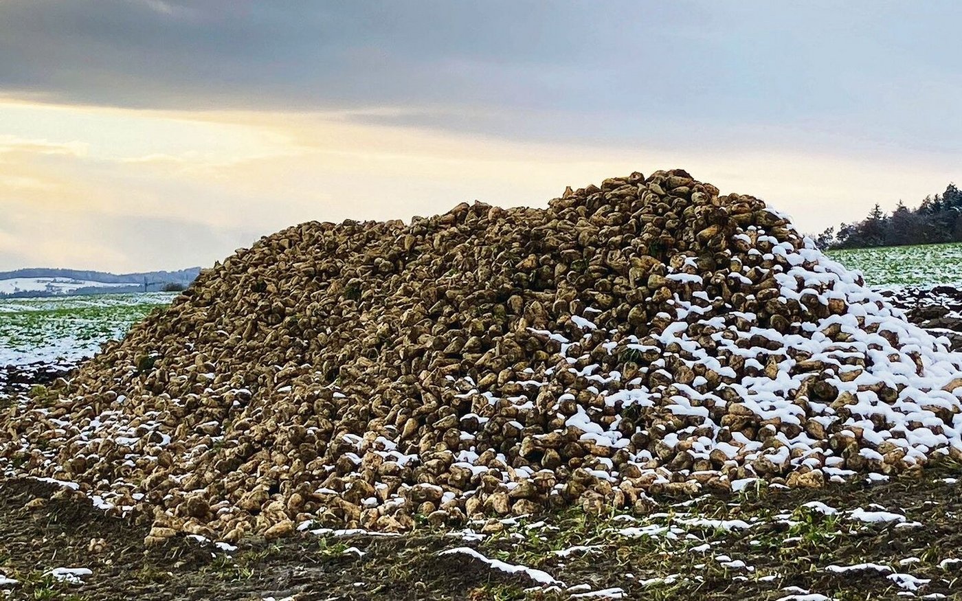 Einer der letzten Zuckerrübenhaufen auf dem Feld: Die Kampagne 2021 neigt sich dem Ende zu.  