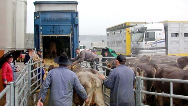 Vieh wird verladen. Für Transporte gelten viele Auflagen. (Bild BauZ)