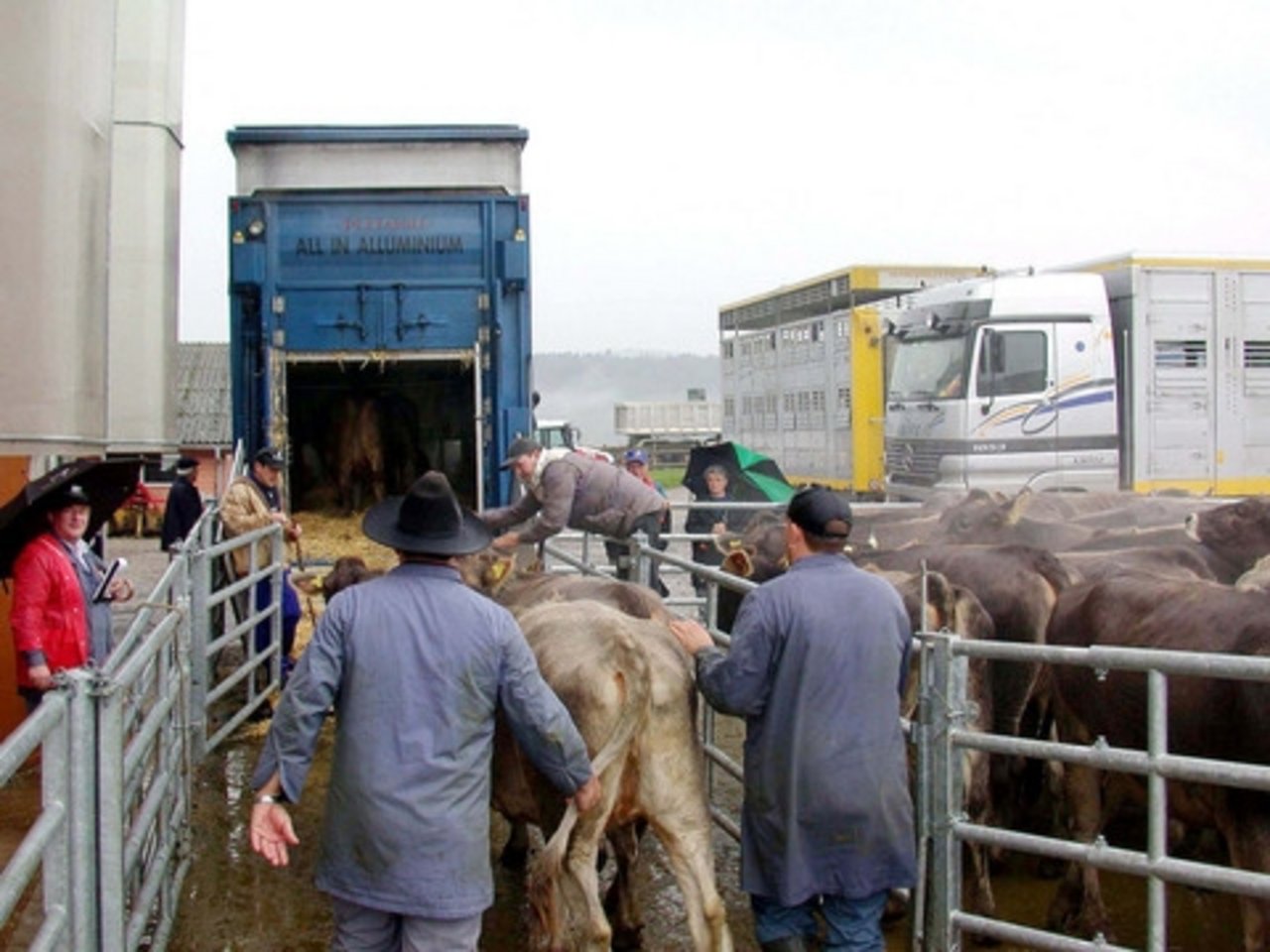 Vieh wird verladen. Für Transporte gelten viele Auflagen. (Bild BauZ)