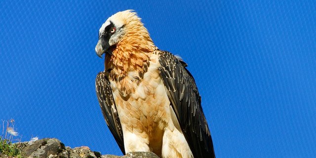 Experten schätzten, dass heute, 33 Jahre nach dem Start des Wiederansiedlungsprojekts, knapp 300 Bartgeier in den Alpen leben. (Symbolbild Pixabay)