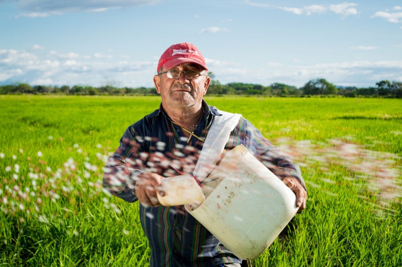 Die Kleffmann Group sammelt auch in Südamerika Agrarmarktinformationen. (Kolumbianischer Landwirt in seinem Reisfeld, Pixabay)