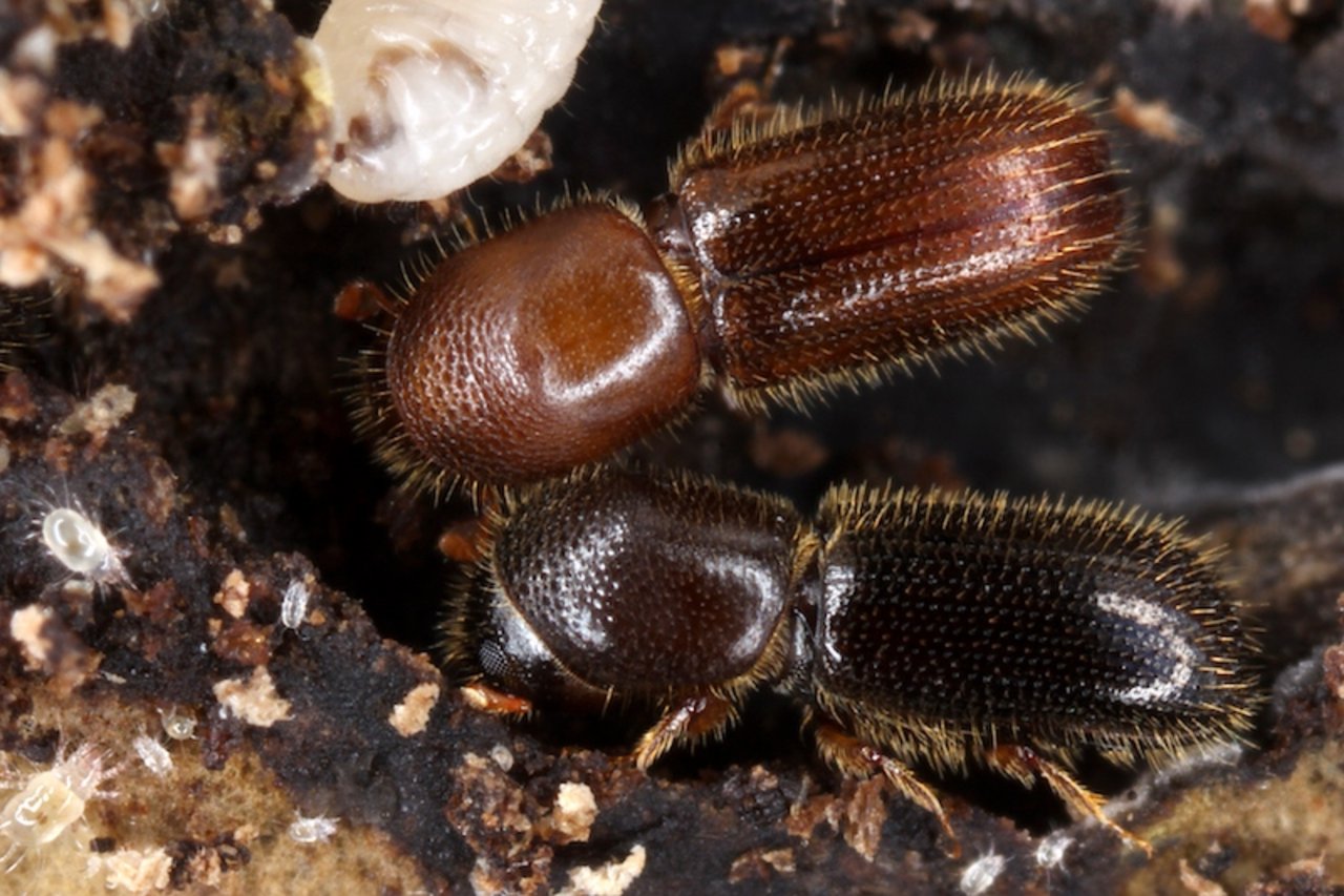 Ambrosiakäfer gehören zu den Borkenkäfern und leben wie die Buchdrucker im Holz. (Bild Uni Bern)