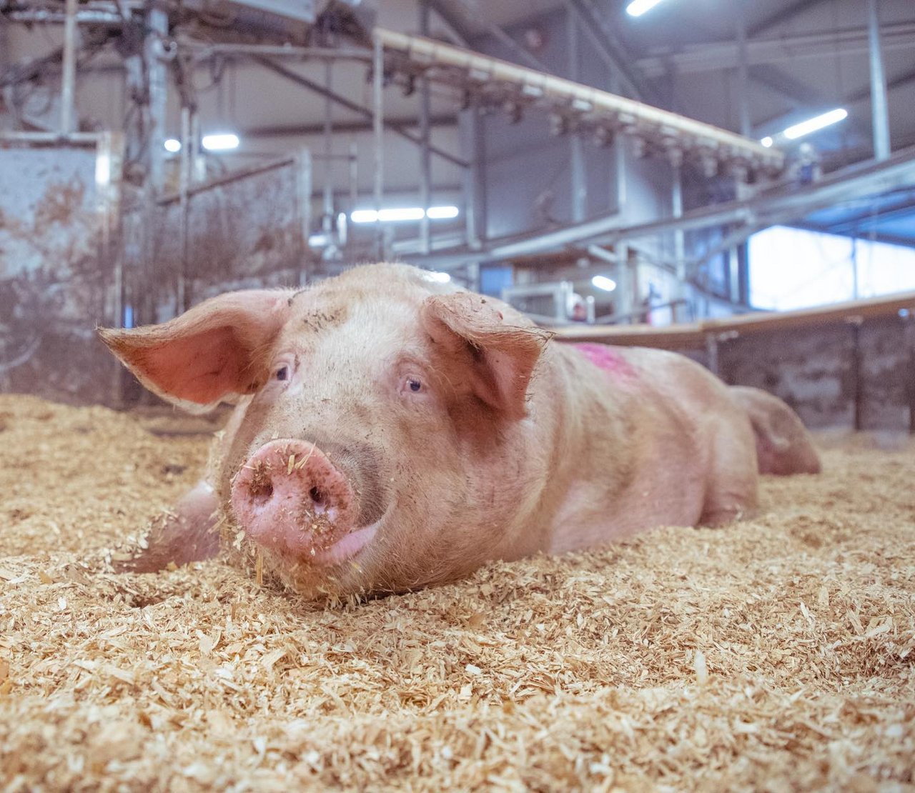 Viel Wühlmaterial steht den Schweinen zur Verfügung. Im Hintergrund ist der an der Decke befestigte Kraftfutter-Spender sichtbar. (Bild Hetfamilievarken)