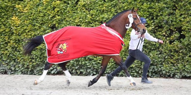 Der Sieger: Nordica de la Burgis (Never BW/Don Fenaco/Cajoleur) von Chantal und Guy Juillard-Pape aus Damvant JU. (Bilder: Karin Rohrer)