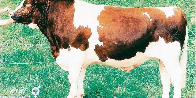 Der Stier Pickel von Urs Benninger aus Salvenach FR, beeinflusst noch heute die Rassen Swiss Fleckvieh und Red Holstein.(Bild zVg)