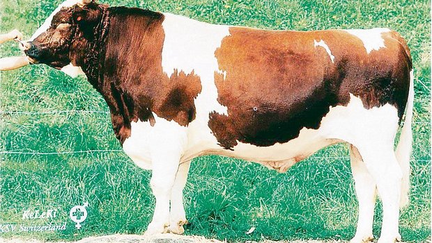 Der Stier Pickel von Urs Benninger aus Salvenach FR, beeinflusst noch heute die Rassen Swiss Fleckvieh und Red Holstein.(Bild zVg)
