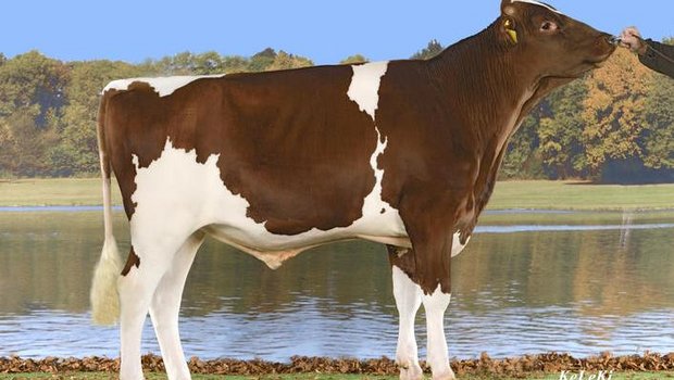 Viele neue Swiss Fleckviehstiere Der vieleingesetzte und hornlose Stier Trachsels Ladd Hardy hat jetzt ein Nachzuchtprüfungsresultat. (Bild KeLeKi)