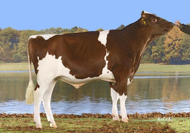 Viele neue Swiss Fleckviehstiere Der vieleingesetzte und hornlose Stier Trachsels Ladd Hardy hat jetzt ein Nachzuchtprüfungsresultat. (Bild KeLeKi)