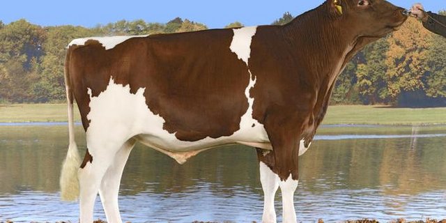 Der vieleingesetzte und hornlose Stier Trachsels Ladd Hardy hat jetzt ein Nachzuchtprüfungsresultat. (Bild KeLeKi)