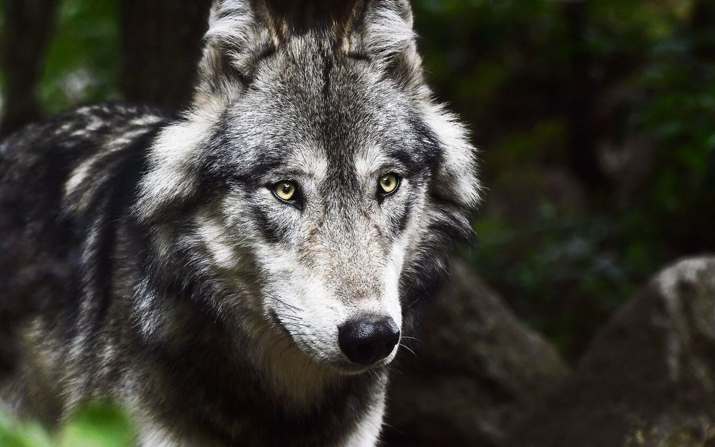 Der Wolf breitet sich auch in der Romandie weiter aus. Im Kanton Waadt hat sich ein zweites Rudel etabliert.