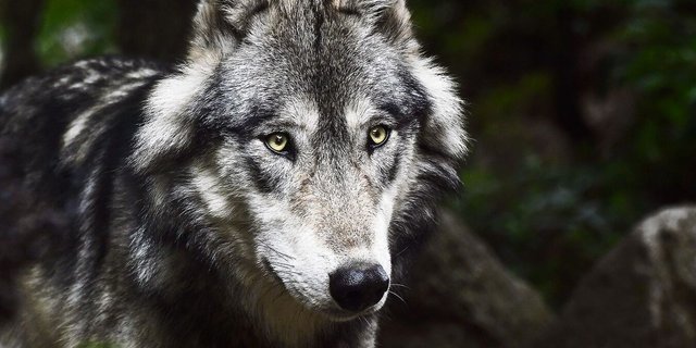 Der Wolf breitet sich auch in der Romandie weiter aus. Im Kanton Waadt hat sich ein zweites Rudel etabliert.