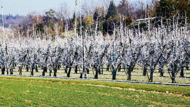 Kurz vor dem Erwachen aus dem Winter sind die Obstbäume in Rudolfingen ZH mit Kaolin weiss eingefärbt. Damit wird der Birnblattsauger vor der ersten Eiablage biologisch abgehalten. (Bild romü)