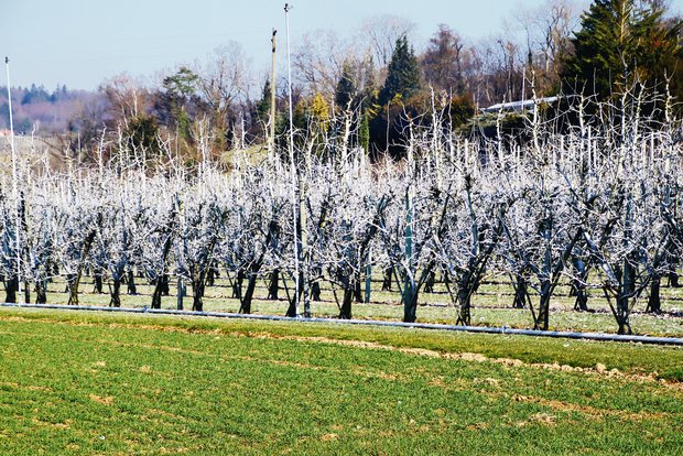 Kurz vor dem Erwachen aus dem Winter sind die Obstbäume in Rudolfingen ZH mit Kaolin weiss eingefärbt. Damit wird der Birnblattsauger vor der ersten Eiablage biologisch abgehalten. (Bild romü)