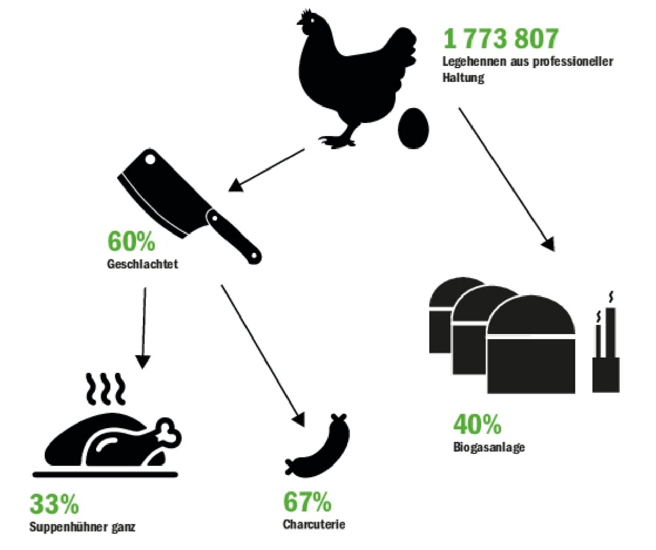 Charcuterie von Legehennen ist beliebter als die ganzen Suppenhühner. Ein Teil der Tiere geht nach der Tötung direkt in die Biogasanlage. (Grafik BauZ)