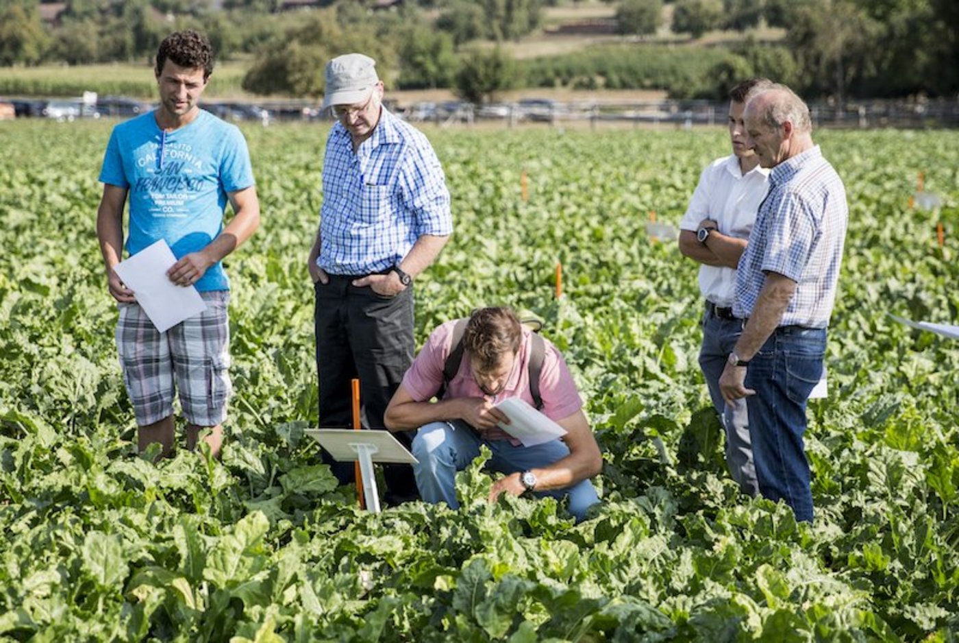 Am Stähler-Tag 2018 in Weinfelden wurde ein Zuckerrübenversuch präsentiert. (Bild Mareyke Frehner)