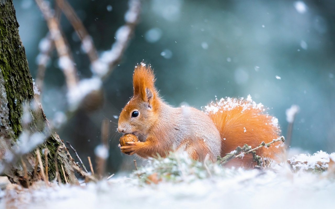 Eichhörnchen sammeln viele Nüsse, um auch im Winter Nahrung zur Verfügung zu haben. 
