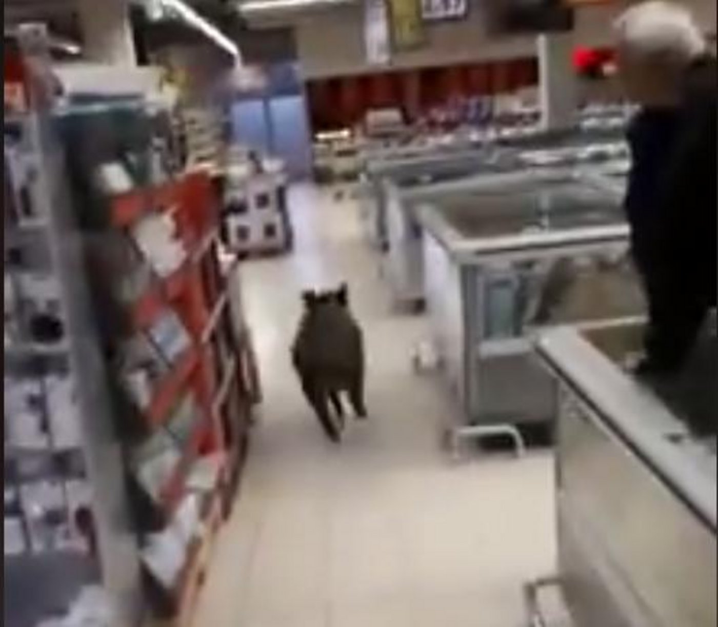 Gleich zwei Vorfälle mit Wildschweine, die Discounter stürmen wollten, gab es in diesen Tagen im deutschen Bundesland Baden-Württemberg. (Bild Screenshot Ka-Insider / Facebook)