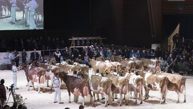 Bisher waren an der Expo Bulle nur Redholstein und Holstein-Kühe zu sehen. (Bild expobulle.ch)