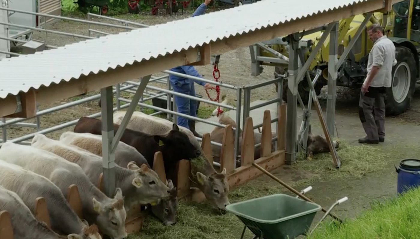 Jedes Tier werde bei ihnen geboren und auch geschlachtet, so das Paar aus dem Graubünden. (Bild Screenshot SRF) 