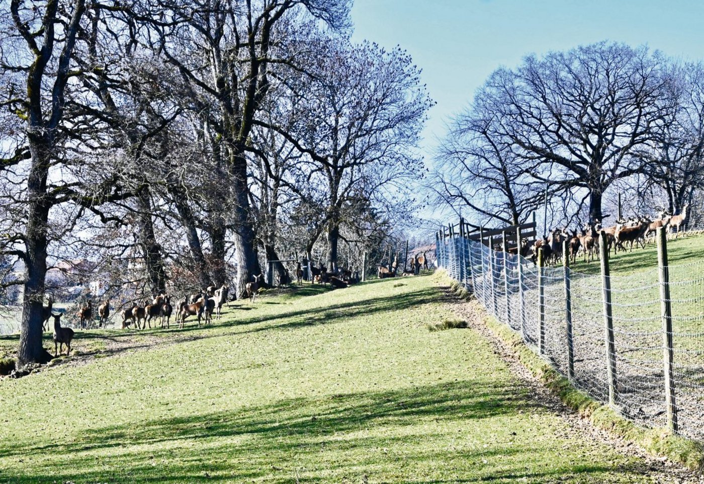 Die Rothirsche verbringen das ganze Jahr auf der Weide. Ihnen stehen dazu 20 ha Grasland zur Verfügung, die wegen der Hangneigung anderweitig nicht oder nur schwer genutzt werden könnten.(Bilder Jasmine Baumann)