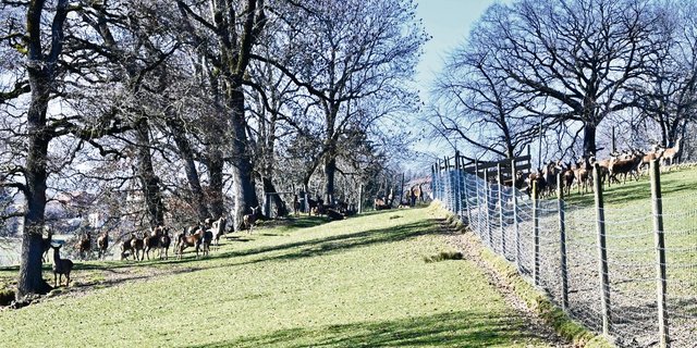 Die Rothirsche verbringen das ganze Jahr auf der Weide. Ihnen stehen dazu 20 ha Grasland zur Verfügung, die wegen der Hangneigung anderweitig nicht oder nur schwer genutzt werden könnten.(Bilder Jasmine Baumann)