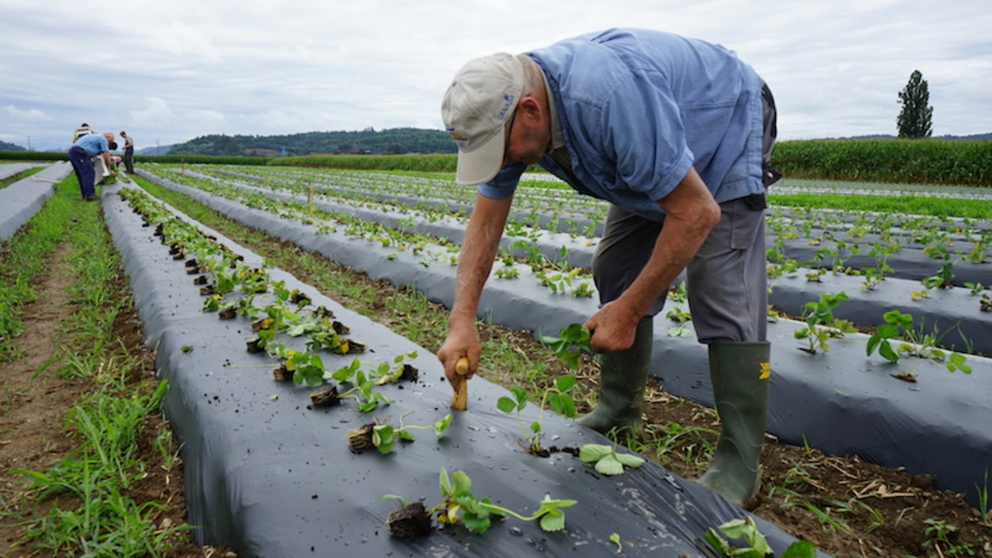 Senior Ueli Lüscher hilft auch nach vielen Jahrzehnten in flottem Tempo auf dem Feld mit. (Bild lid)