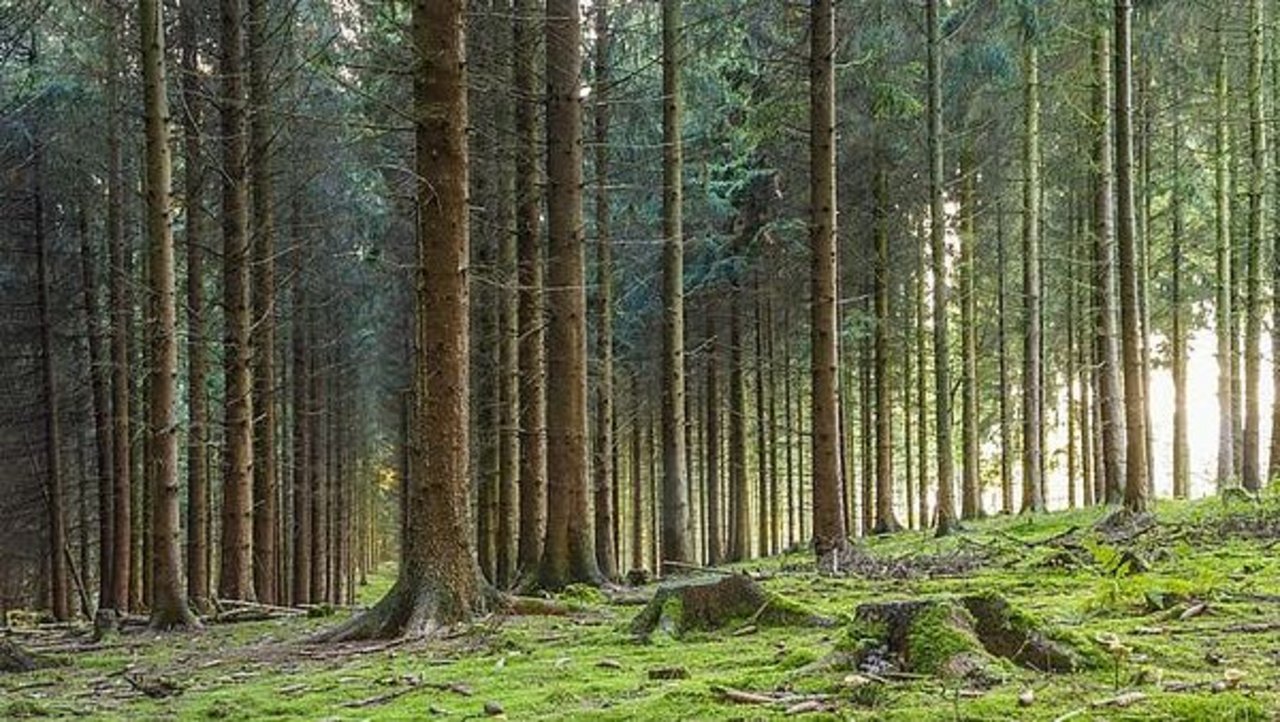 Im Durschnitt sollen pro Hektar Wald 5 t Kohlenstoff im Jahr gespeichert werden. (Bild AgE)