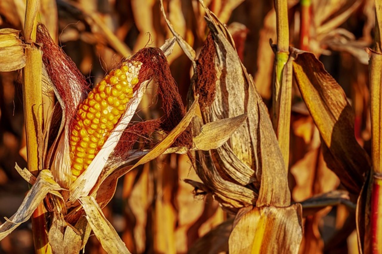 Deutschlandweit seien insgesamt 2 % des Maisbestandes in „katastrophalem Zustand“, weitere 3 % bis 4 % in „schlechtem Zustand“. (Symbolbild Pixabay)