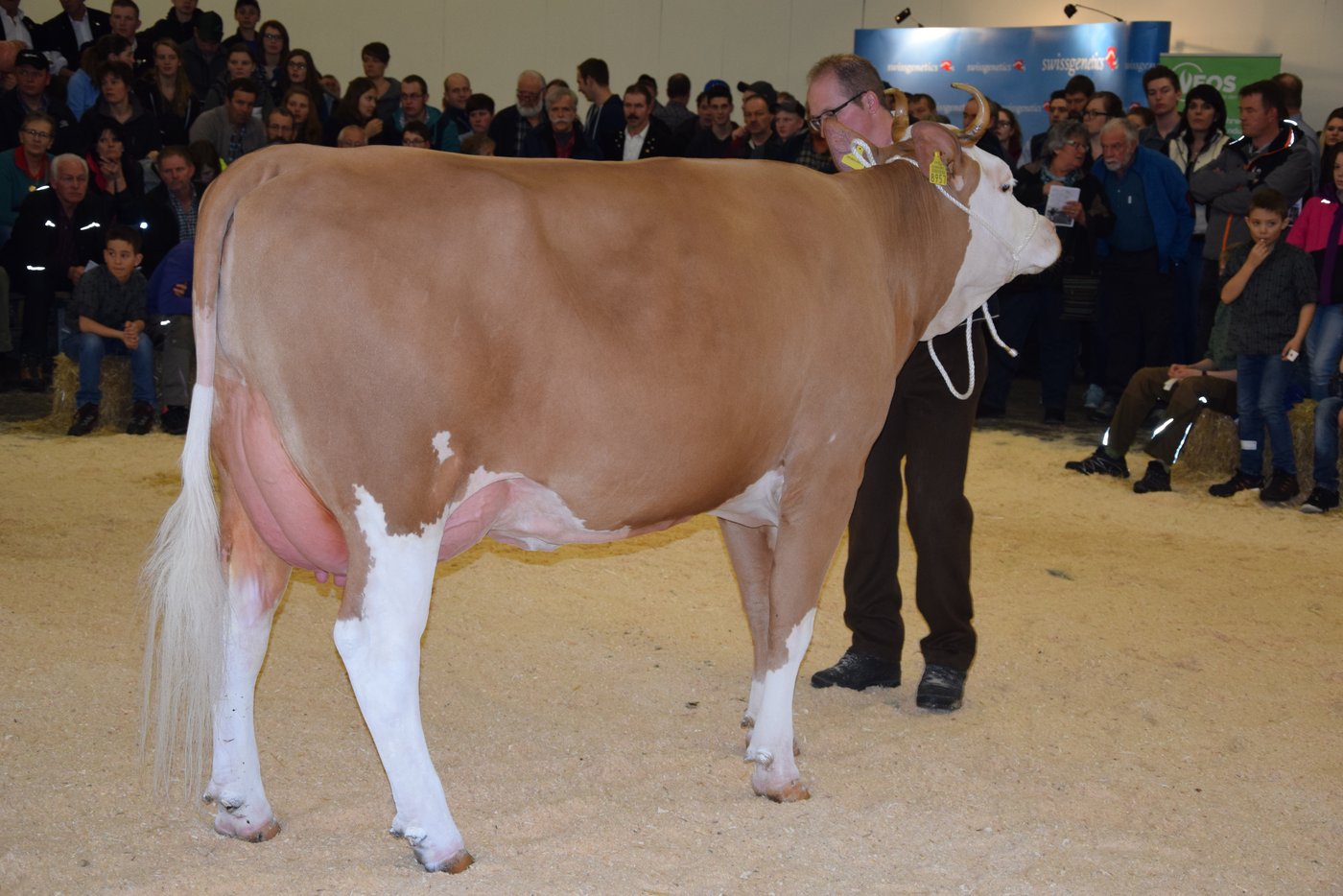 Senior-Grand-Champion Simmental: Clemens Wachtel, Hansueli Brügger, Frutigen. 