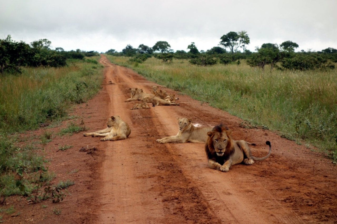 Anstatt domestizierte Kühe hüten, mal Löwen in der freien Wildbahn beobachten. Die Raubkatzen käuen zwar nicht wieder, sind aber auch oftmals ganz gemütliche Herden- respektive Rudeltiere.