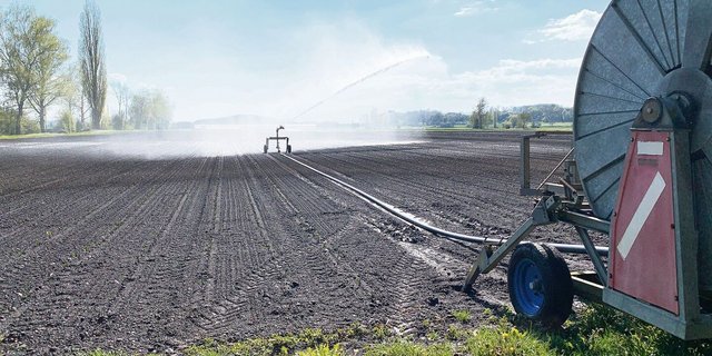 Vor allem im Gemüsebau braucht es viel Wasser. Die Bewässerungstechnik soll allerdings optimiert werden, um Wasser zu sparen. 