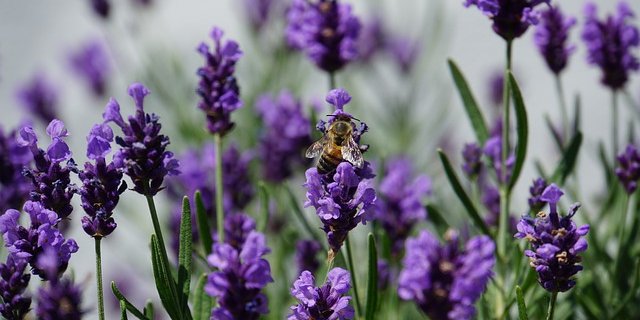 Im Bereich der Artenvielfalt könnte die Schweiz noch mehr tun. (Symbolbild Pixabay)