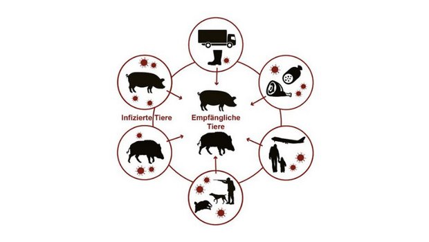 An ASP erkranken können nur Wildschweine und Hausschweine. Das Virus kann auf vielen Wegen übertragen werden. (Bild BLV)