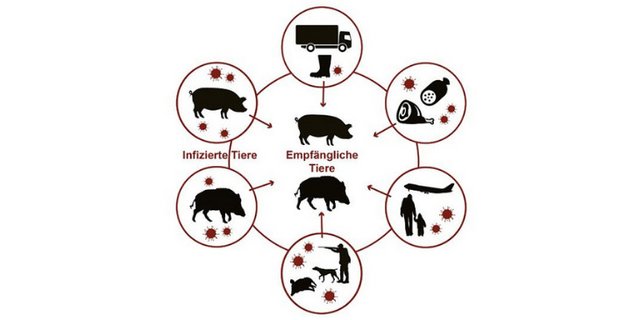An ASP erkranken können nur Wildschweine und Hausschweine. Das Virus kann auf vielen Wegen übertragen werden. (Bild BLV)