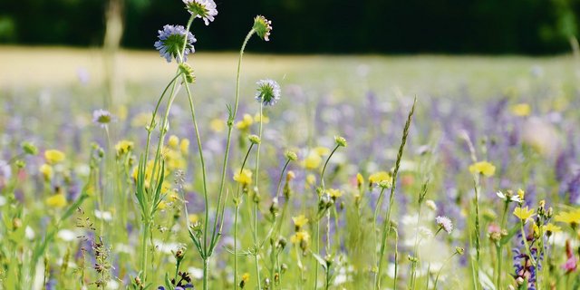 Wie viel Ökologie und wie viel Produktion es sein soll, darum wird schon bald  wieder heftig gerungen. (Bild Ruth Aerni)